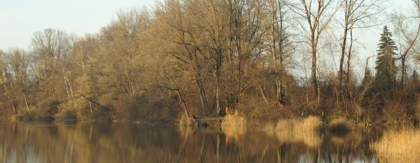 Auwald am Alten Rhein in Hohenems
