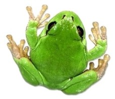 Laubfrosch by P Meusburger