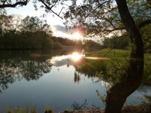Sonnenuntergang Rheinholz