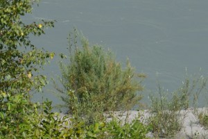 Tamariske am Alpenrhein