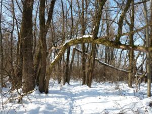 Winterliche Idylle im Auwald auf der Sandinsel 