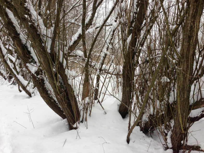 Bregenzerachmündung im Winter Foto: K Lins