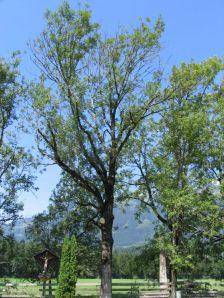Esche in Ludesch im August: vorzeitiger Blattfall, abgestorbene Triebe und Zweige