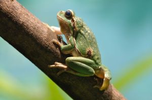 Ein lautstarker Baumkletterer- der Laubfrosch; Foto: Josef Köhldorfer