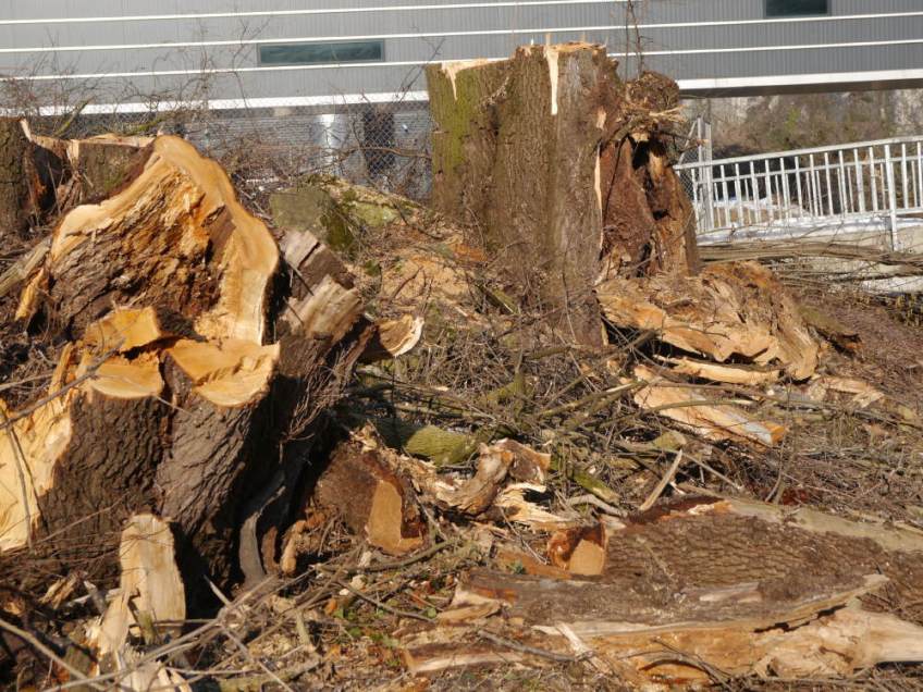 Rodung Rexam Foto: K Lins