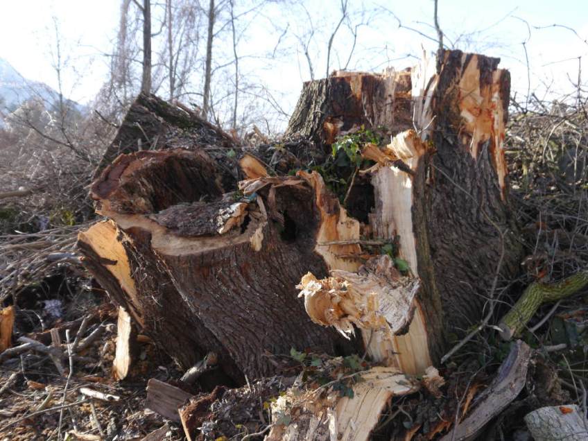 Rodung Rexam Foto: K Lins