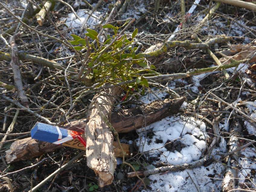 Rodung Rexam Foto: K Lins