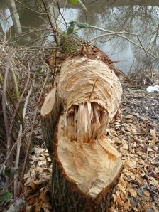 Im Winter schmecken dem Biber die Baumrinde, die Zweige und Knospen.