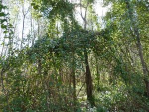 Auch andere Kletterpflanzen wie die Waldrebe mit ihren Lianen gestalten den Auwald wie hier in der Tschalenga Au, Nüziders (Foto: Naturschutzanwaltschaft).