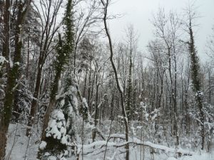 Kontrastreich: die immergrünen Efeuranken heben sich v.a. in der laubfreien Zeit und auch bei Schnee gut ab.Vertrocknende Weichholzauen im Natura 2000 Gebiet Mehrerauer Seeufer - Bregenzerachmündung (Foto: Naturschutzanwaltschaft).