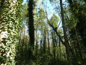 Wenn die Laubbäume im Frühjahr austreiben gelangt weniger Licht auf den Waldboden. Der Efeu als geschickter Wurzelkletterer aber wächst dem Sonnenlicht entgegen ins Kronendach wie hier in der Oberau in Meiningen (Foto: Naturschutzanwaltschaft).