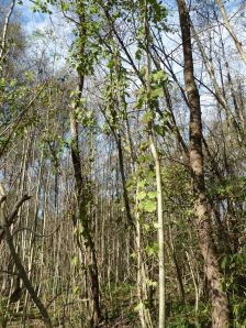 Eichen-Ulmen-Eschen- Auwald in der Tschalenga Au.