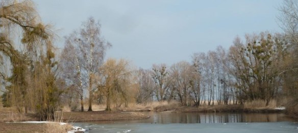 Mistelkolonie bei den Schleienlöchern in Hard (Foto: Naturschutzanwaltschaft).