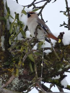 Seidenschwanz auf einem Obstbaum in Lustenau. Die Mistelsamen werden zusammen mit dem klebrigen Fruchtfleisch wieder ausgeschieden, können sich regelrecht abseilen und an den Ästen ansiedeln (Foto: Martin Burtscher).