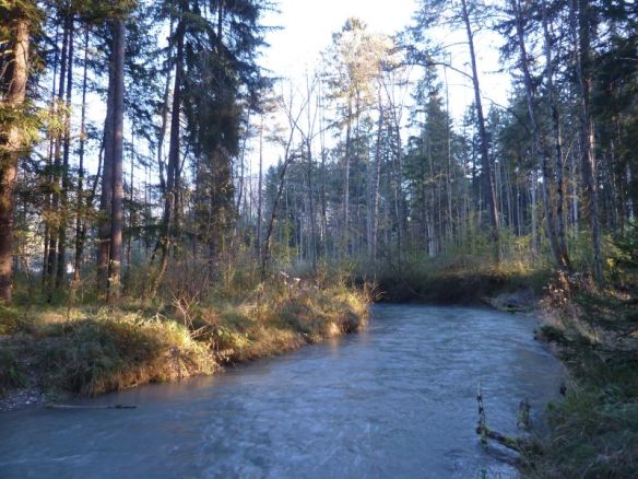 Eichen-Ulmen-Eschen Hartholzau mit Dabaladabach.