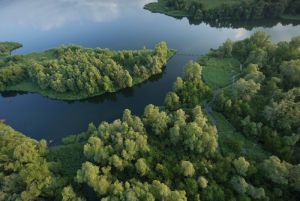 Silberweidenau am Bodensee Foto: Hanno Thurnher
