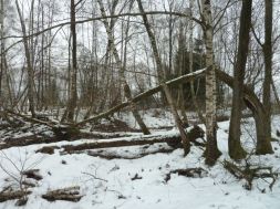 Alter Lustenauer Kanal