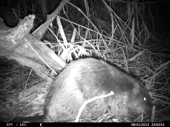 Biber in Aktion (Foto: Agnes Steininger)