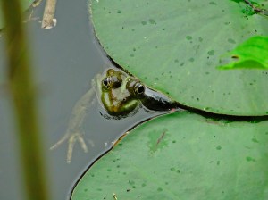 Frosch (Foto: Kathrin Löning, Abt IVe)