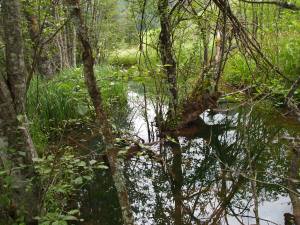 Grauerlenauwald (Foto: Johanna Kronberger)