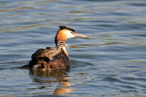 Haubentaucher mit Jungtier (Foto: Dietmar Hollenstein)