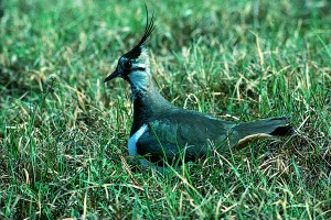 Kiebitz (Foto:Horst Nugent (c) UMG)