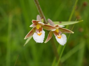 Sumpf-Stendelwurz (Foto: Johanna Kronberger)