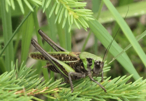 Warzenbeißer (Foto: Johanna Kronberger)