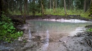 Amphibientümpel Bludescher Au (Foto: Walter Amann, Agrar Bludesch)