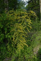 Berberis vulgaris (Berberidaceae - Berberitzengewächse) - (Echte) Berberitze DSC_8532