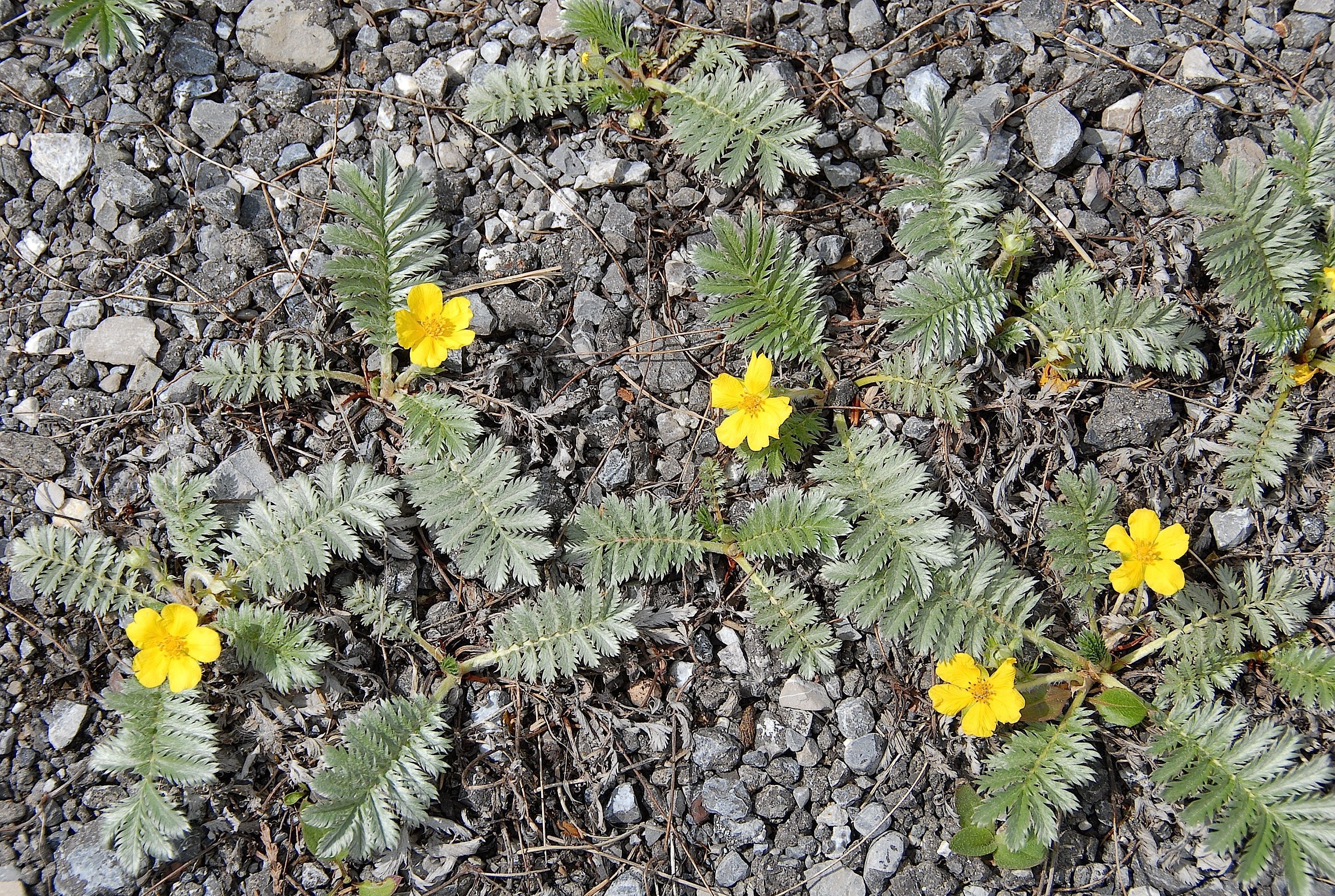 Potentilla anserina (Rosaceae - Rosengewächse)- Gänse-Fingerkraut DSC_1482.JPG