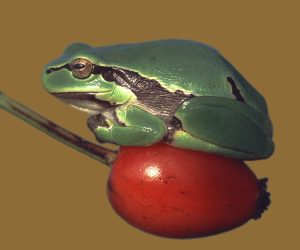 Laubfrosch auf Hagebutte (c) Manfred Lohner