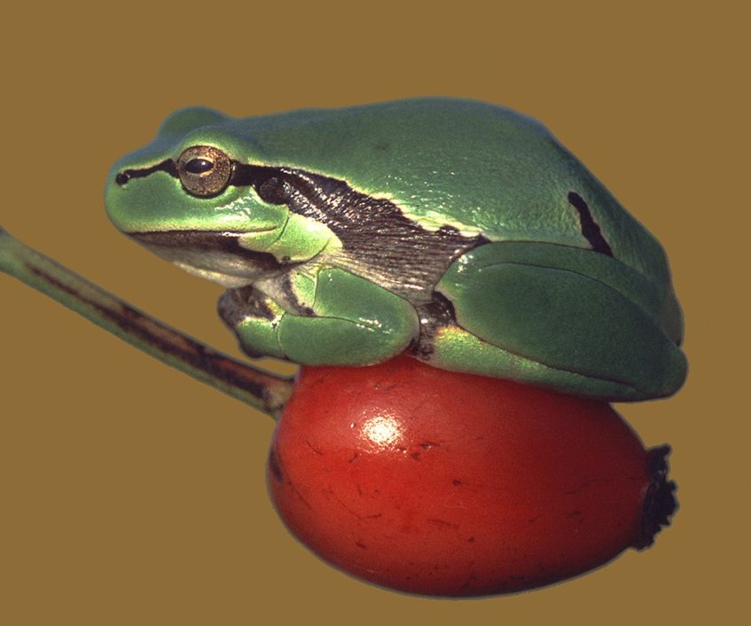 Laubfrsoch auf Hagebutte