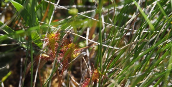 Langblättriger_Sonnentau_Romana_Steinparzer