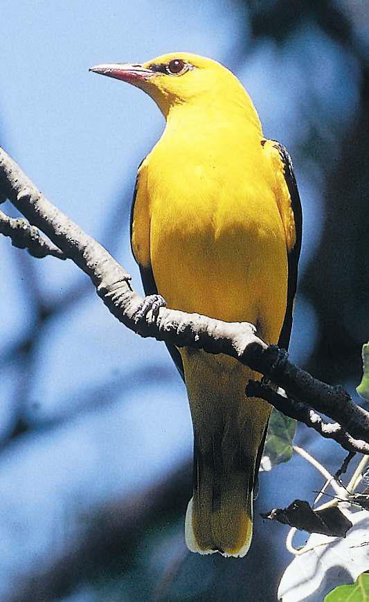 Pirol, Max Granitzer